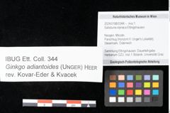 NHMW-GEO-2024-0188-0344_Lv_01.tifAdiantum renatum Unger (NHMW-GEO-2024-0188-0344)